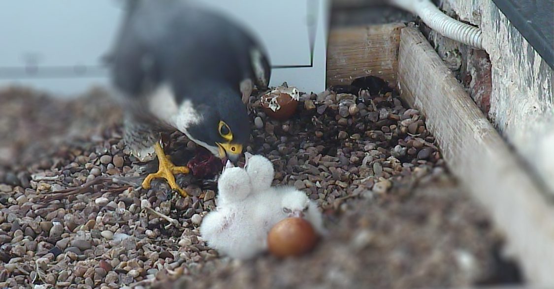 How to watch the NTU Falcon Cam on PC, Mac, iOS and Android (Updated 2019)